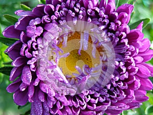 Big flower of pink-violet aster, ÑoÐ´se-up.